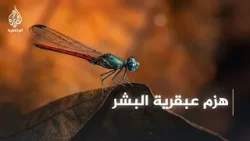 دماغ بحجم رأس الإبرة.. لماذا يتفوق اليعسوب الطبيعي على إنجازات الهندسة البشرية؟ دماغ بحجم رأس الإبرة.. لماذا يتفوق اليعسوب الطبيعي على إنجازات الهندسة البشرية؟