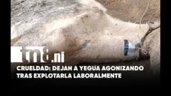 Indignación en Las Jagüitas por abandono de yegua desnutrida