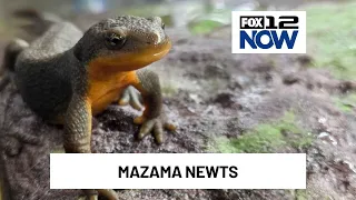 Mazama newts hatch for first time in human care at Oregon Zoo