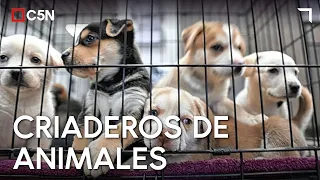 Controversy over ANIMAL rights: a SPECIALIST speaks out