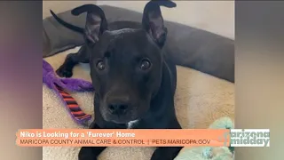 Sponsored: Pet Dental USA's Pet of the Week, Niko!