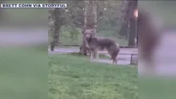 Coyote spotted in Central Park