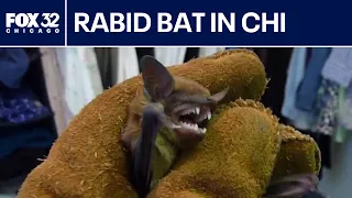 Rabid bat found in Chicago suburb: How to protect yourself and your pets