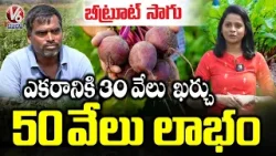Beetroot Farming : 100 Quintals Yield Per Acre ₹30,000 Investment – ₹50,000 Return in 2 Months | V6