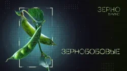Зерно БРИКС. Зернобобовые