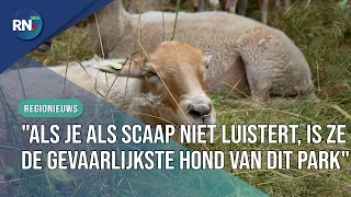 "Baa!", here is why there are sheep roaming through Staddijk || RN7 REGIONAL NEWS