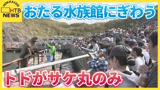 北海道のシルバーウィーク折り返しは好天　小樽市のおたる水族館ではトドのサケ丸のみに歓声