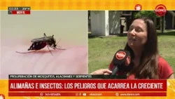 Pests and insects: the dangers brought by the rising waters - 28/10/26
