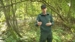 Forêt de Soignes: à la découverte des mygales à chaussette et des fourmis rousses