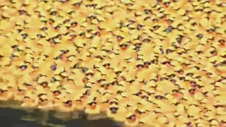 91,000 rubber ducks hit Chicago River as Ducky Derby raises nearly $500,000
