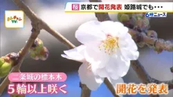 近畿のトップ！京都で「桜」開花　去年に比べて１２日遅い発表　予想以上の「寒の戻り」などが影響か（2024年3月29日）