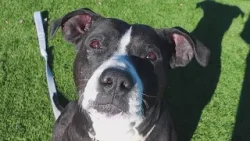 Tailwaggers: Meet Zula Tailwaggers: Meet Zula