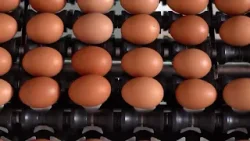 Preço dos ovos sobe, mas poder de compra do avicultor recua, aponta Cepea Preço dos ovos sobe, mas poder de compra do avicultor recua, aponta Cepea