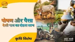 Krishi Vishesh | कृषि विशेष- पोषण और पैसा देसी गाय का दोहरा लाभ | DD Kisan | April 2, 2026