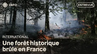 Extraordinary wildfire in the Fontainebleau forest, near Paris
