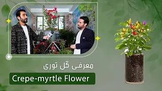 Introduction of Crepe-myrtle flower by a florist / معرفی گل توری در یک گلفروشی چهارراهی تایمنی کابل
