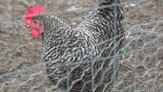 Suffield zoning regulation change forces man to reduce amount of chickens in flock