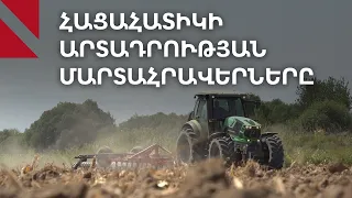 Ցորենի արտադրության կրկնապատկում. ինչ են ասում ֆերմերներն ու պատասխանատուները