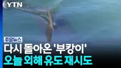 그물 뚫고 또 돌아온 '부캉이'...외해 유도 재시도 / YTN