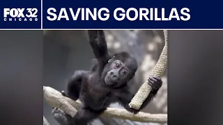 How recycling old electronics can help save endangered gorillas
