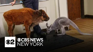 Bison calf and kangaroo become friends Six Flags in N.J.