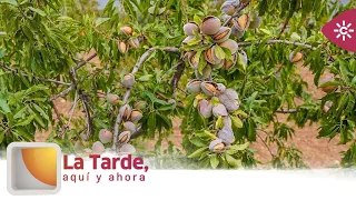 The Afternoon, Here and Now | Almond harvest begins in Lora del Río