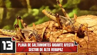 Giant grasshopper plague affects area of Alta Verapaz