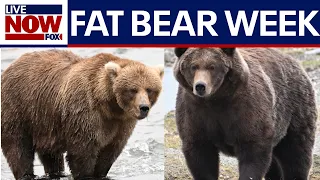 Fat Bear Week opens for Alaska’s heavyweight crown