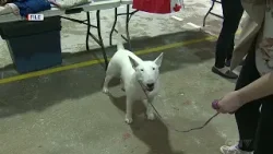 CTVNews-3344470-NO040226_DOGSHOW01