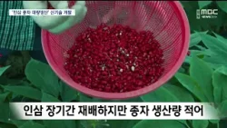 [R]'인삼 종자 대량생산' 신기술 개발 / 안동MBC