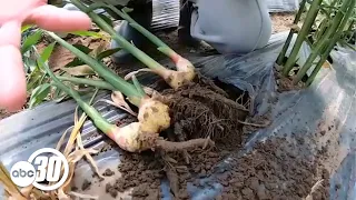 Fresno County farmer creating conditions to grow ginger
