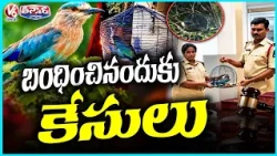 Hyderabad Police Rescue Indian Roller Birds from Illegal Captivity During Dasara | V6 Teenmaar