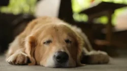 Study tracks sleep activity in 38 human-dog pairs