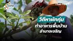 วิถีหาผักกุ่มทำอาหารพื้นบ้านอำนาจเจริญ | ทุกทิศทั่วไทย