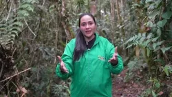 Liberación de fauna en Huila: animales vuelven a su hábitat natural | Enlace Trece