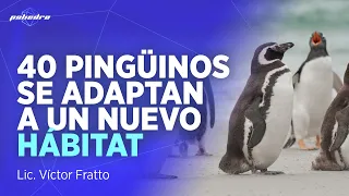 Animal rescue: The future of the Mar del Plata Aquarium penguins