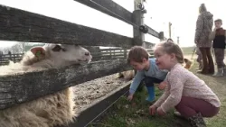 Lammetjesdag Ginkelse Heide Lammetjesdag Ginkelse Heide