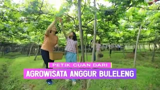 Petik Cuan Dari Agrowisata Anggur Buleleng | CUAN BOSS (16/08/26)