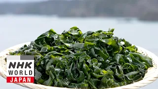 Wakame - Trails to Oishii Tokyo