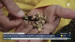 Excesso de chuva compromete a colheita da soja no Mato Grosso