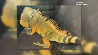 Police searching for person who taped an iguana to a tree in St. Peters