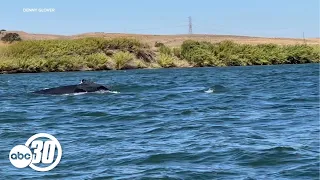 Humpback whale spotted in Sacramento River in rare sighting