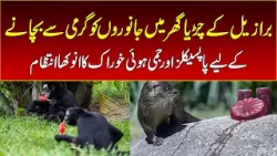 Brazilian Zoo Beats the Heat with Frozen Treats for Animals