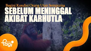 [detikPagi] - Here Is the Condition of Sempurna the Orangutan Before Passing Away Due to Forest F...