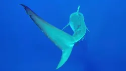 First documented tiger shark mating hub identified by UH researchers