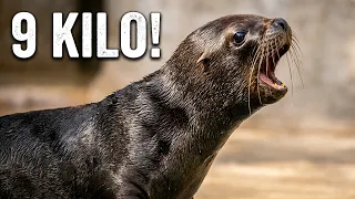 Nine kilos, loud mouths: South American sea lion pups at Schönbrunn