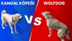 Wolfdog VS Kangal Köpeği / Safkan Kangallarının Özellikleri