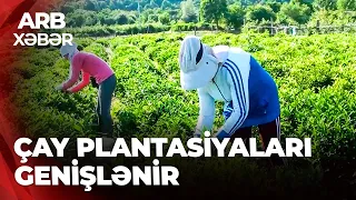 ARB XƏBƏR - Zaqatalada ilk çay yığımı başladı - İstehsalın artırılması hədəflənir