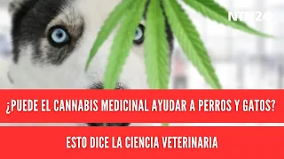 Can medicinal cannabis help dogs and cats? Here’s what veterinary science says