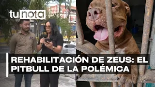 Animal Protection Unit seeks to rehabilitate Zeus the Pitbull following tragic incident with his ...